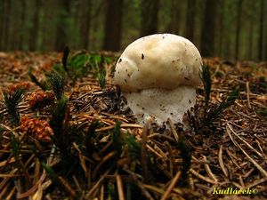 Klikni pro velký obrázek