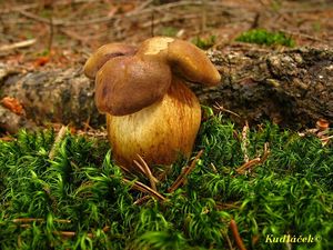 Klikni pro velký obrázek