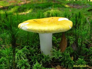 Holubinka chromová - Russula claroflava