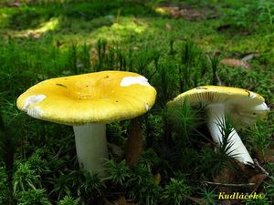 Holubinka chromová - Russula claroflava