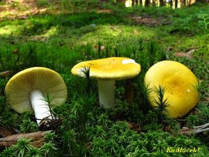 Holubinka chromová - Russula claroflava