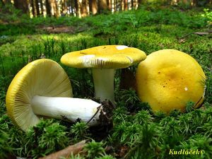 Holubinka chromová - Russula claroflava Grove 1888