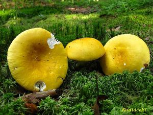 Holubinka chromová - Russula claroflava