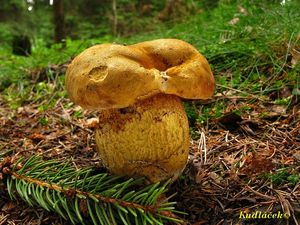 Klikni pro velký obrázek