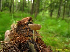 Klikni pro velký obrázek