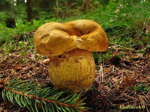 Hřib kovář žlutý - Boletus luridiformis var. junquilleus (Quél.)