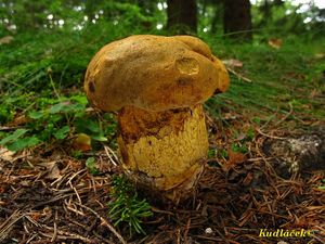 Hřib kovář žlutý - Boletus luridiformis var. junquilleus (Quél.)