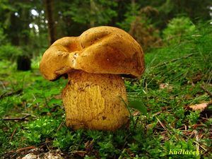 Hřib kovář žlutý - Boletus luridiformis var. junquilleus (Quél.)