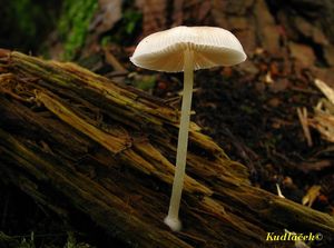 Klikni pro velký obrázek