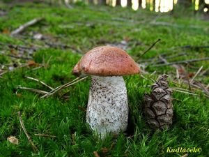 Klikni pro velký obrázek