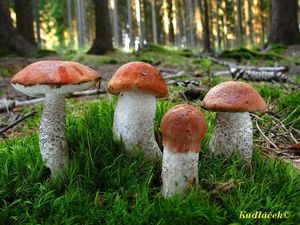 Klikni pro velký obrázek