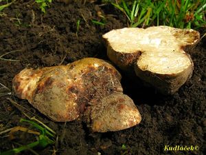 Klikni pro velký obrázek