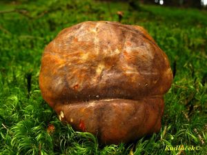 Klikni pro velký obrázek