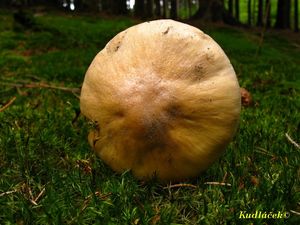 Klikni pro velký obrázek