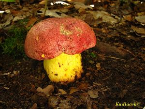 Klikni pro velký obrázek