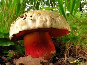 Klikni pro velký obrázek