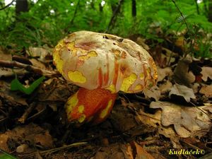 Klikni pro velký obrázek