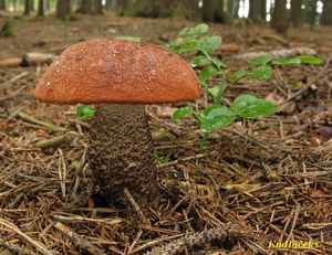 Klikni pro velký obrázek