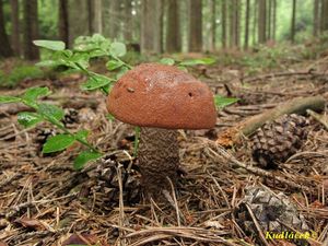 Klikni pro velký obrázek