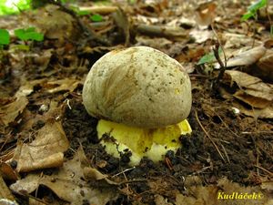 Klikni pro velký obrázek