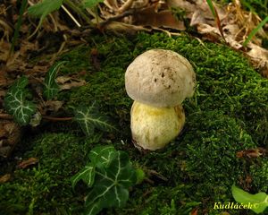 Klikni pro velký obrázek