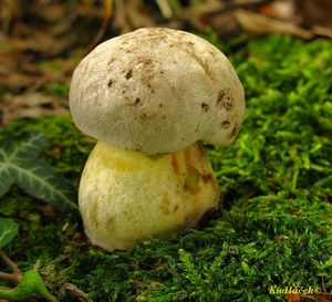 Klikni pro velký obrázek