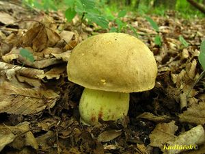 Klikni pro velký obrázek