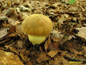 Klikni pro velký obrázek