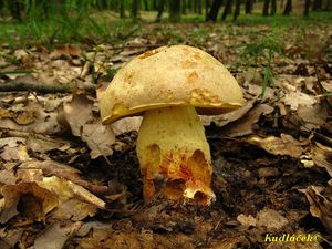 Klikni pro velký obrázek