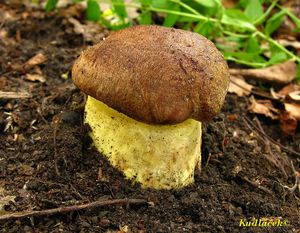 Klikni pro velký obrázek