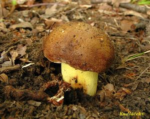 Klikni pro velký obrázek