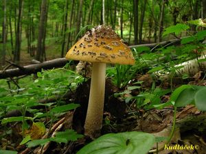 Muchomůrka šupinatá - Amanita ceciliae  (Berk. & Broome) Bas 1984