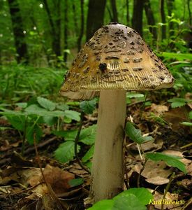 Muchomůrka šupinatá - Amanita ceciliae  (Berk. & Broome) Bas 1984