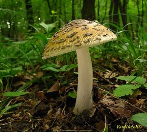 Muchomůrka šupinatá - Amanita ceciliae  (Berk. & Broome) Bas 1984