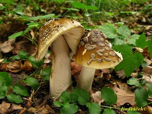 Muchomůrka šupinatá - Amanita ceciliae  (Berk. & Broome) Bas 1984