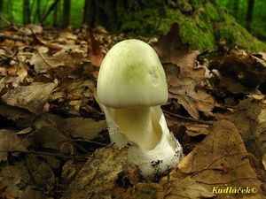 Muchomůrka zelená - Amanita phalloides