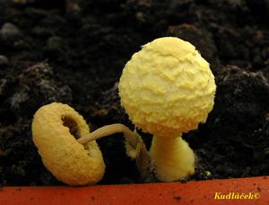 Bedla cibulkotřenná - Leucocoprinus birnbaumii (Corda) Singer 1962