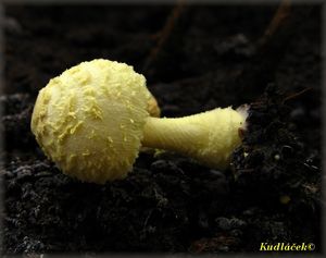 Bedla cibulkotřenná - Leucocoprinus birnbaumi (Corda) Singer