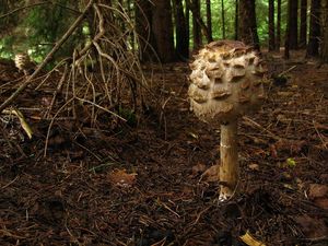 Bedla červenající - Chlorophyllum rachodes (Vittad.) Vellinga 2002