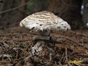 Bedla červenající - Chlorophyllum rachodes (Vittad.) Vellinga 2002