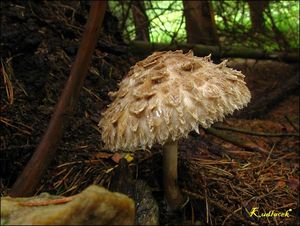 Bedla červenající - Chlorophyllum rachodes (Vittad.) Vellinga 2002