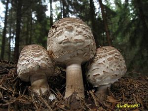 Bedla červenající - Chlorophyllum rachodes (Vittad.) Vellinga 2002