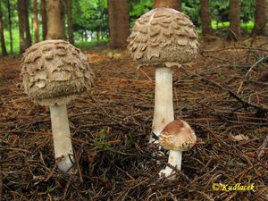 Bedla červenající - Chlorophyllum rachodes (Vittad.) Vellinga 2002