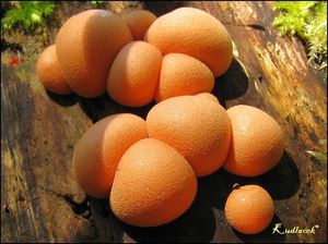 Vlčí mléko červené - Lycogala epidendrum (J.C. Buxb. ex L.) Fr.