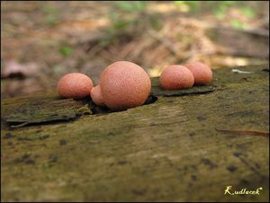 Vlčí mléko červené - Lycogala epidendrum (J.C. Buxb. ex L.) Fr.