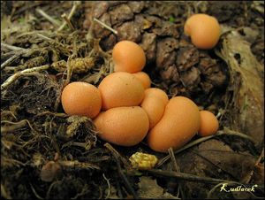 Vlčí mléko červené - Lycogala epidendrum (J.C. Buxb. ex L.) Fr.