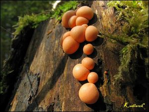 Vlčí mléko červené - Lycogala epidendrum (J.C. Buxb. ex L.) Fr.