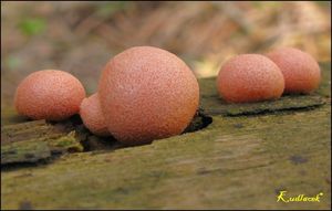 Vlčí mléko červené - Lycogala epidendrum (J.C. Buxb. ex L.) Fr.
