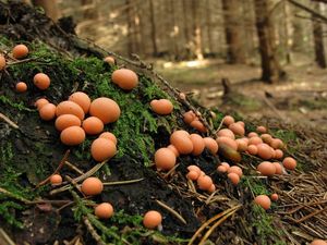 Vlčí mléko červené - Lycogala epidendrum (J.C. Buxb. ex L.) Fr.