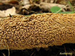 Struhák blanitý - Radulomyces molaris